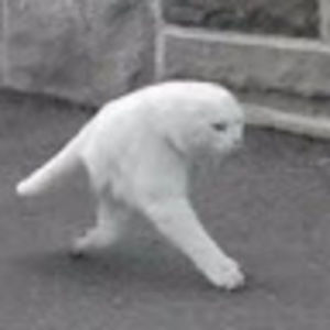 Meet your Posher, Lonzo